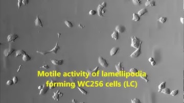 Lamellipodia and Membrane Blebs Drive Efficient Electrotactic Migration of Rat Walker Carcinosarcoma