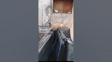 Scaring A Cat But It Was Badass Cat Cats قطط فاروق كابوس القطط 