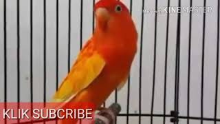 Lovebird Termahal Bersejarah