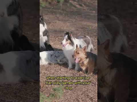 Video: Anglų šunų veislės