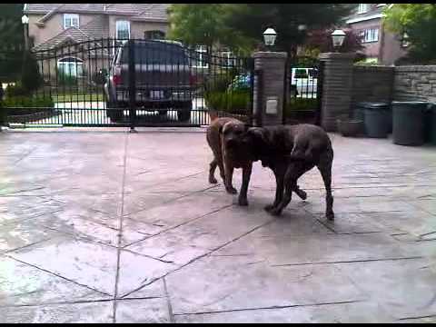 fila brasileiro vs presa canario