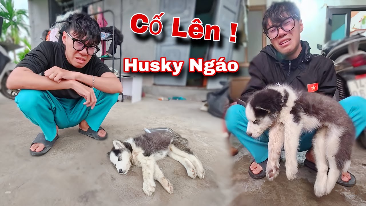 Ngáo Husky Baby Phát Bệnh Nặng Tình Trạng Nguy Kịch Khiến Cả Team Buồn | Dương KC