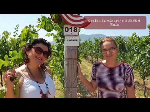 Video: Podrumi i vinogradi šampanjca u Reimsu, Epernayu i Troyesu