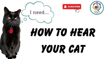 How to Speak Cat: Tips to COMMUNICATE with your CAT 2024