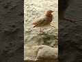 யார் இந்த பையன்