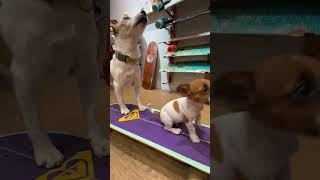 小狗狗滑板教學(第9集)量身打造,犬板合一!    工欲善其事,必先利其器!今天帶狗狗來選滑板!每隻狗的滑板,大小,寬度,輪滑!都會嚴重影響到狗的表現,只有到狗專業滑板店,才能訂製到最適合狗的滑板喔!