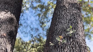 Local organizations regenerating native trees in northern San Luis Obispo Co.