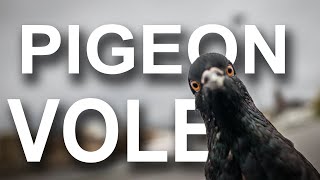 PIGEON VOLE - PAROLE DE TOURTERELLE