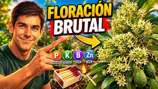 Increíble floración del Aguacatero ,con fósforos potasio Boro y zinc