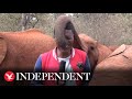 Baby elephant tickles Kenyan journalist&#39;s nose with trunk during news report