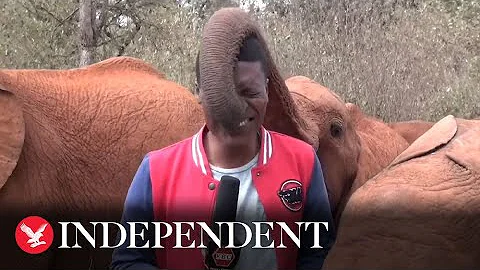 Baby elephant tickles Kenyan journalist's nose with trunk during news report - DayDayNews