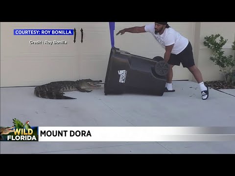 Florida man uses Army training, traps gator in trash bin