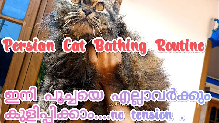 Watch the video about Persian cat bathing||Tips#malayalam #persiancat #persiancatcare #malayalam #petlover