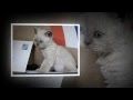 Fair and Square  -  Selkirk Rex homozygous short  and longhair の動画、YouTube動画。