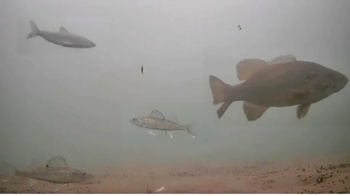 Early Ice WALLEYES! Ice Fishing MILLE LACS Lake (Underwater Camera)