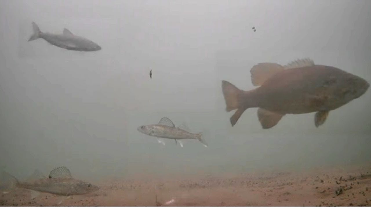 Early Ice WALLEYES! Ice Fishing MILLE LACS Lake (Underwater Camera)