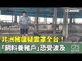 非洲豬瘟疫情