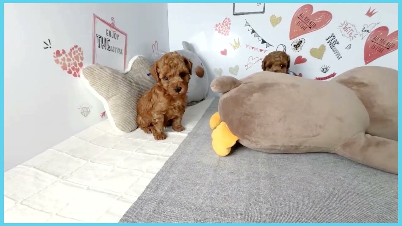 プードル Coo&RIKU No.00762996 T・プードル - YouTube