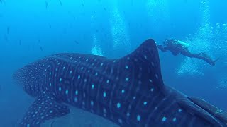 Diving with sharks at Cocos Island. Soundtrack by Milana Zilnik and Arty Sandler