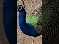 @ PAVOS REALES Y GALLINAS