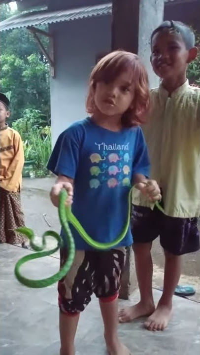 ular pucuk jumbo🐍kenzie