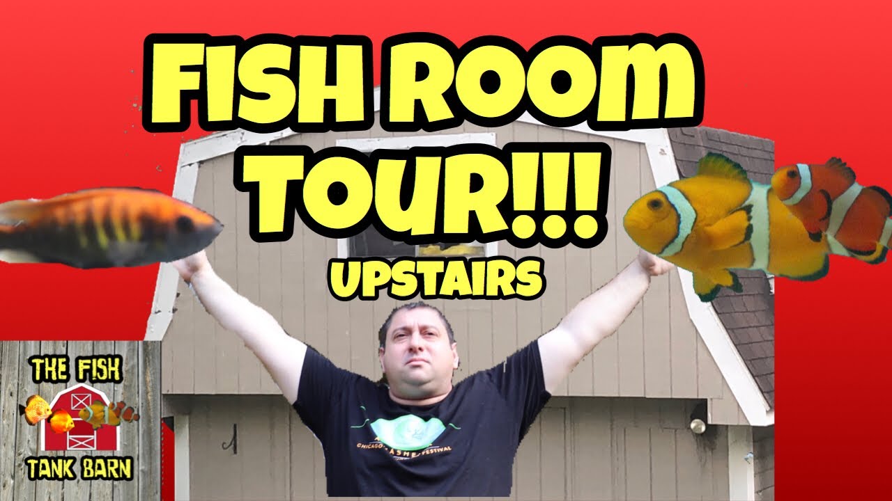discus fish tank size February 2019 Fish Room Tour: The Upstairs