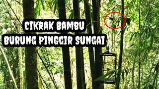 Pikat Burung Cikrak Bambu Jantan Dengan Untulan Betina