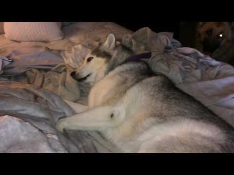 Stubborn Husky won't get out of bed