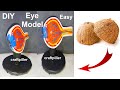 How to make eye model making using cardboard  diy  craftpiller howtofunda