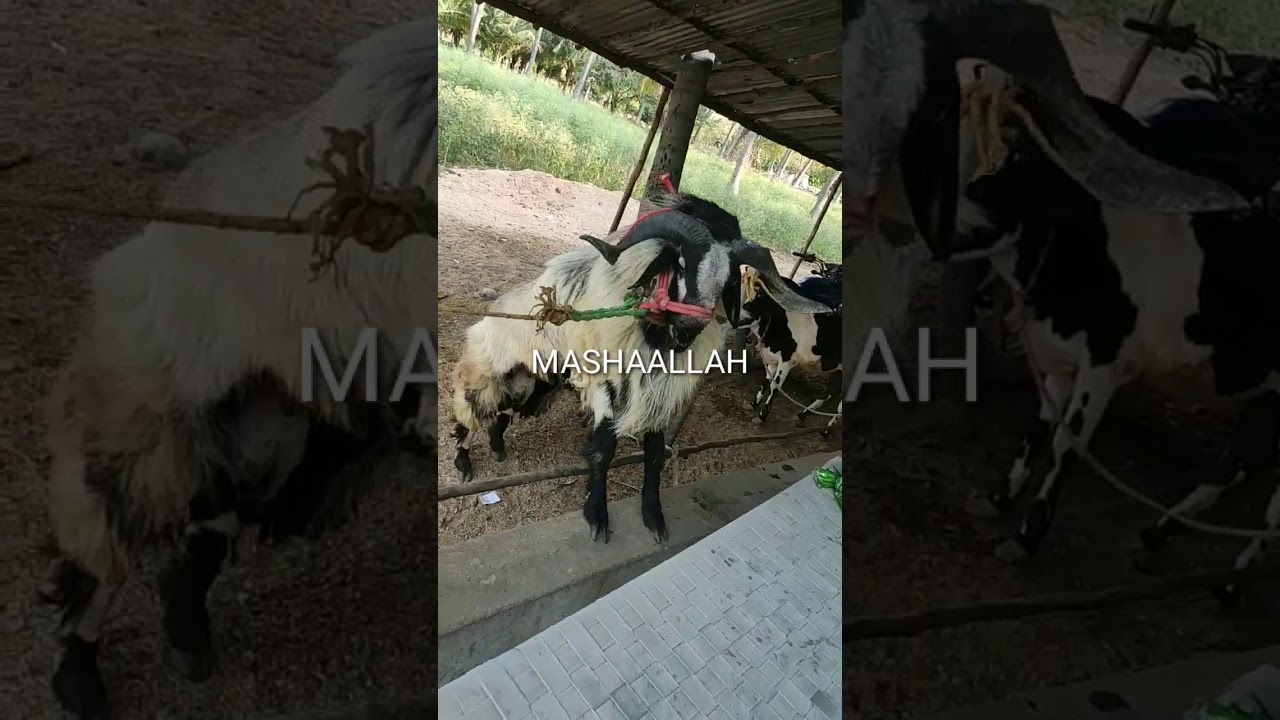 1 Lakh + Rupees Nellore Jodipi |Zainab Sheep Farm