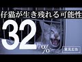 子猫の殺処分の現実について考えてください。　※チャンネル登録お願いします。＃一緒に 生きよう ＃GiveThanks