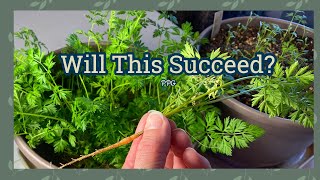 Growing Carrots Indoors