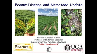 Peanut Disease with Dr. Bob Kemerait