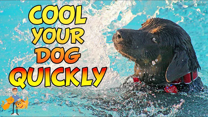 How to Cool a Dog Down Quickly (and save their life) | Hot weather dog care pt 4 - DayDayNews