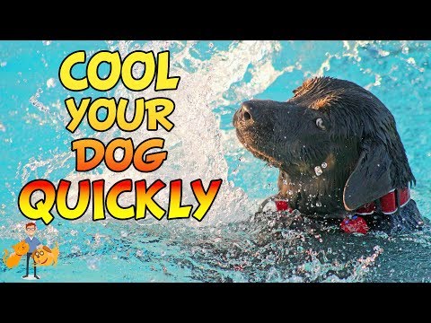 How to Cool a Dog Down Quickly (and save their life) | Hot weather dog care pt 4