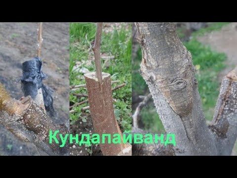 Пайванди дарахт кундапайванд