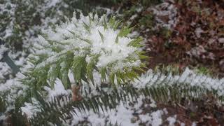 Araucaria araucana blahočet čilský