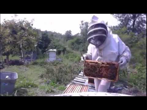 Hawaii Bee Farm Video 1