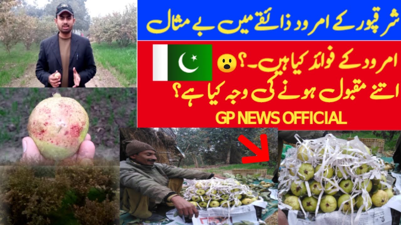 Sharaqpur kay Famous "Amrood"