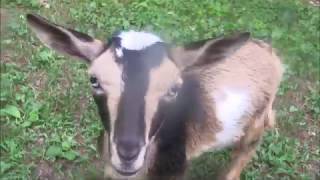 3 baby pygmy goats see their new home for the first time! by AnimalHouseforReal 1,105 views 5 years ago 4 minutes, 50 seconds