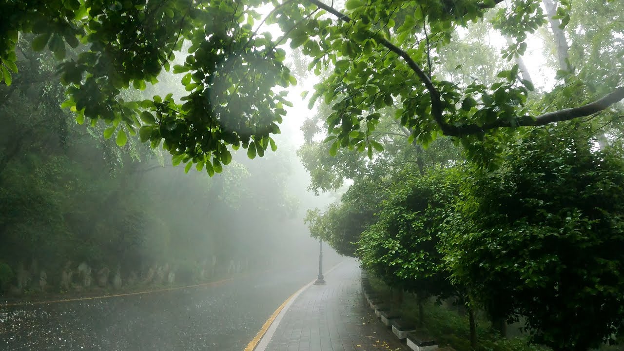 【4K】 Relaxing rain walk - Green road