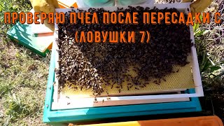 Осмотр пчел после пересадки с (ловушка 7)