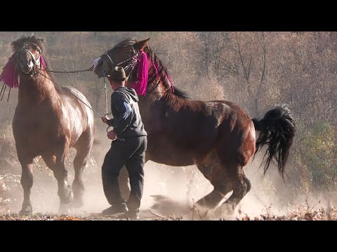 Video: Cum Să îmbraci Un Cal
