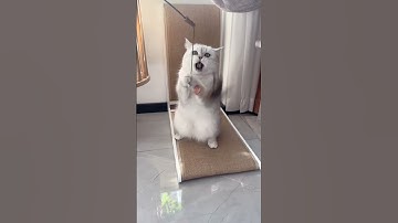 The Ultimate Furniture Saver Is Here! L-Shaped Cat Scratching Board for Your Furry Friend!  #cat