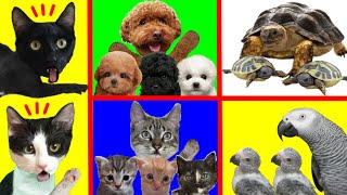 ¿Qué animal tiene cachorros bebe un gato, perro, tortuga o loro? / Videos de gatos Luna y Estrella