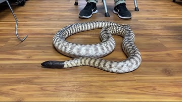 THESE PYTHONS ARE INSANE!!! (Womas, Blackheads, Boelens and More!) | Jon