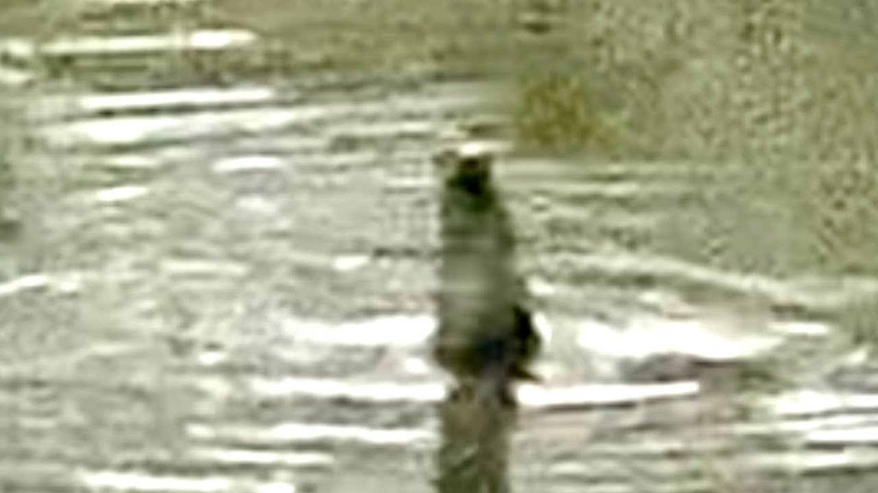 Finding Otters! An amazing walk around Ferry Meadows Peterborough. We did not expect this!