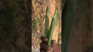 Alagiry swamy drumstick stem cuttings available 8247411011