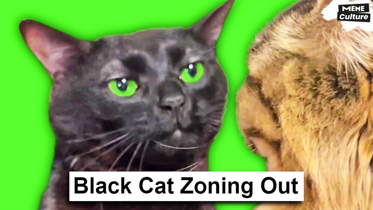 black-cat-zoning-out-meme-where-youtube