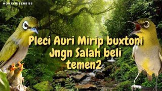 Perbedaan Pleci Auriventer Dengan Pleci Buxtoni